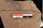 Foto (Detailansicht) von Pinus oceanines Unger (NHMW-GEO-2024-0188-0296)